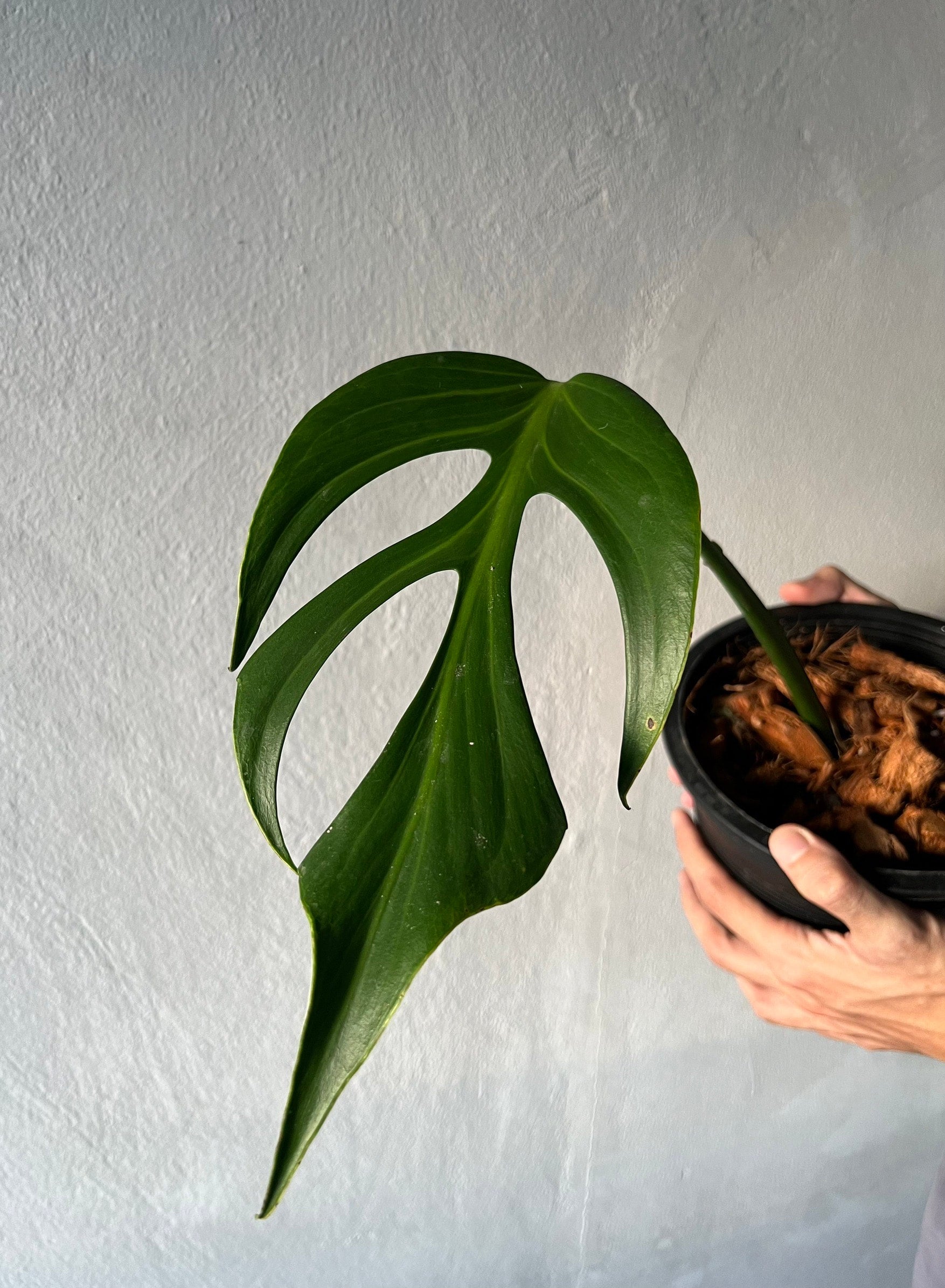 Monstera 'Burle Marx Flame' | Karn Garden