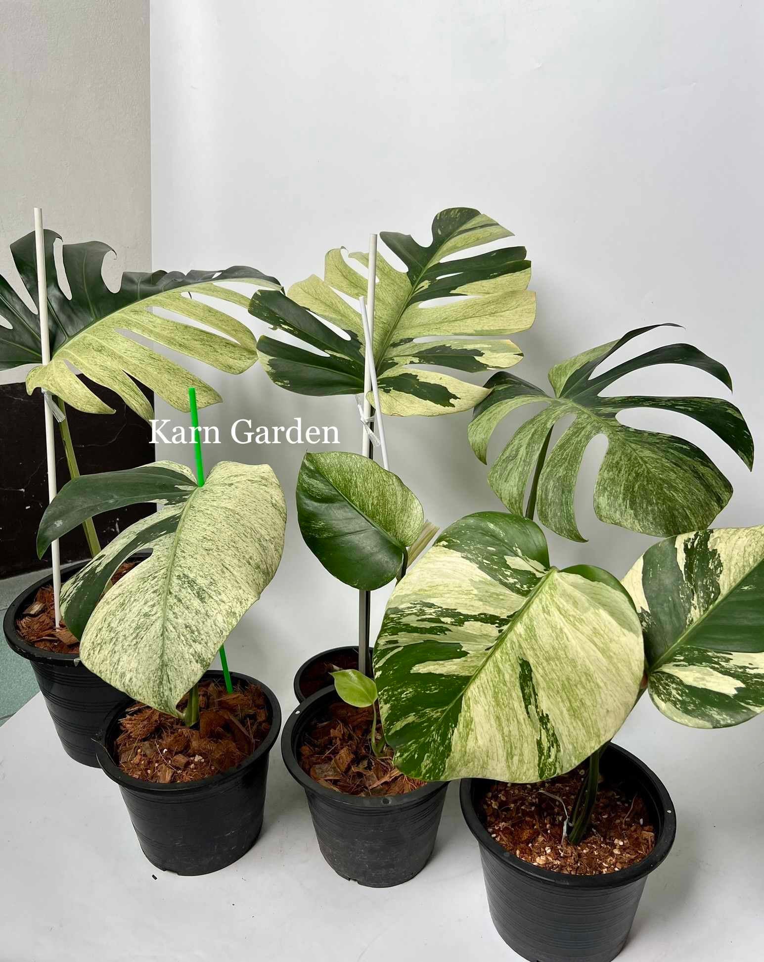 超希少】Monstera Borsigiana full Mintトップカット Monstera