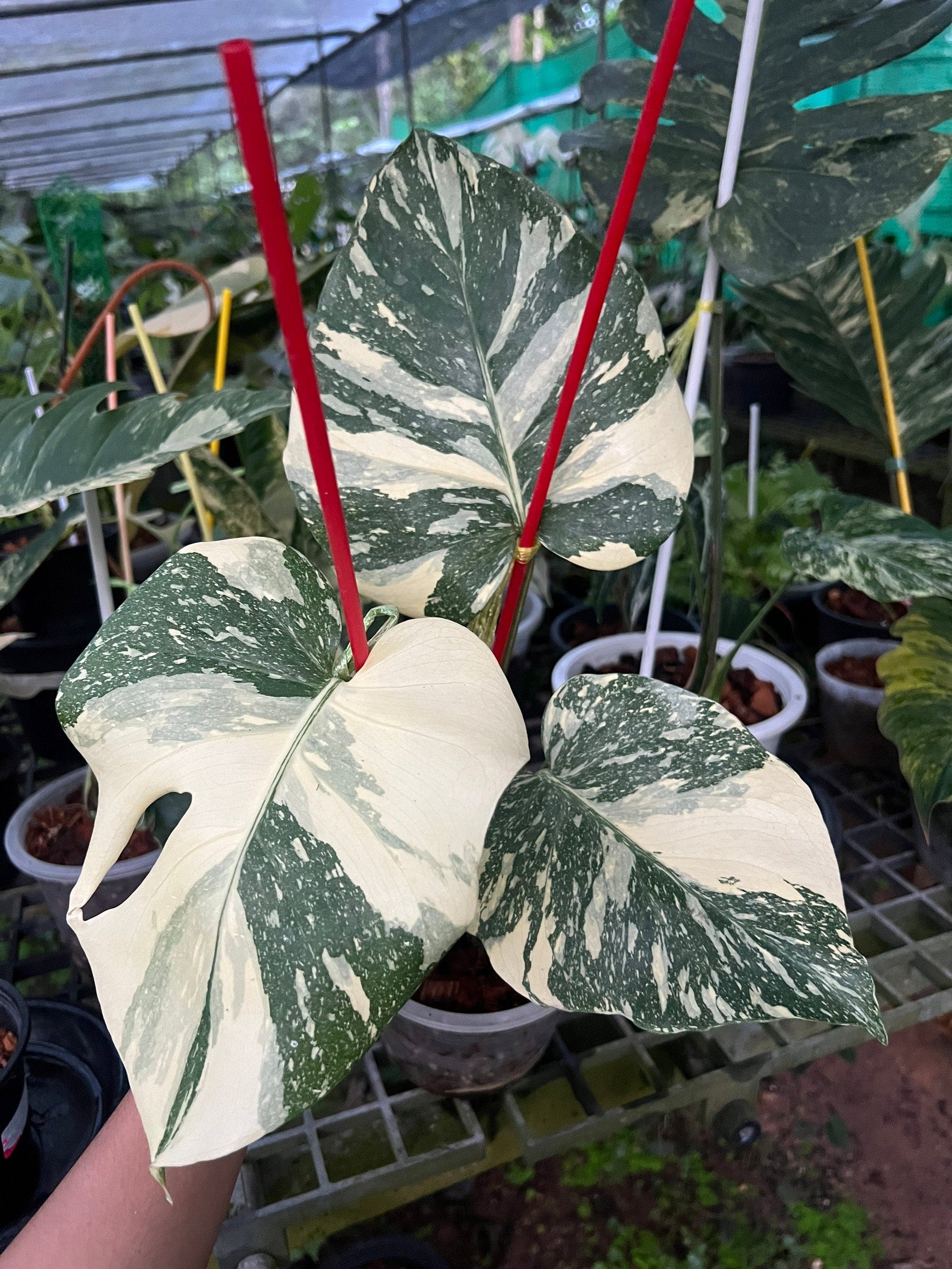 monstera stecklinge kaufen Monstera Siltepecana – HappiestPlants